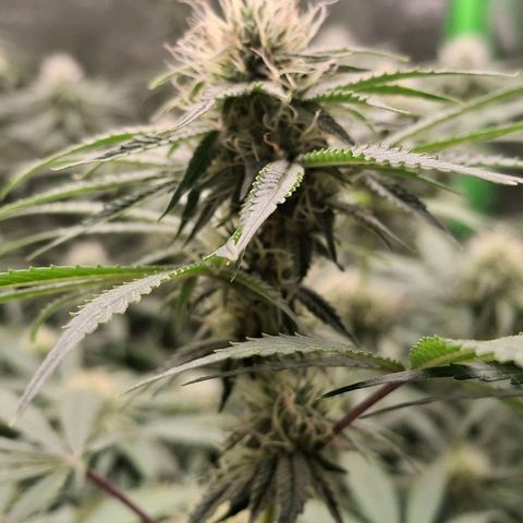 Nothern Lights GP & Sundae Driver  growlog timeline photo