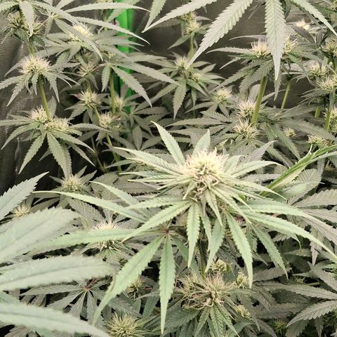 Nothern Lights GP & Sundae Driver  growlog timeline photo