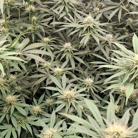 Nothern Lights GP & Sundae Driver  growlog timeline photo