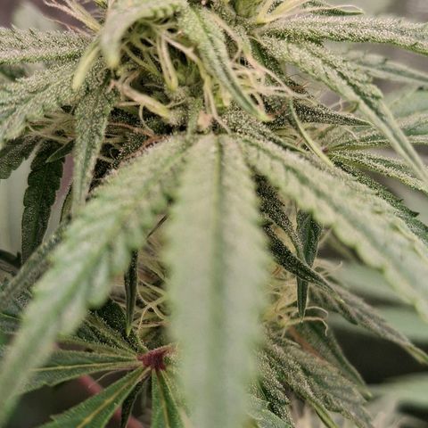 Nothern Lights GP & Sundae Driver  growlog timeline photo
