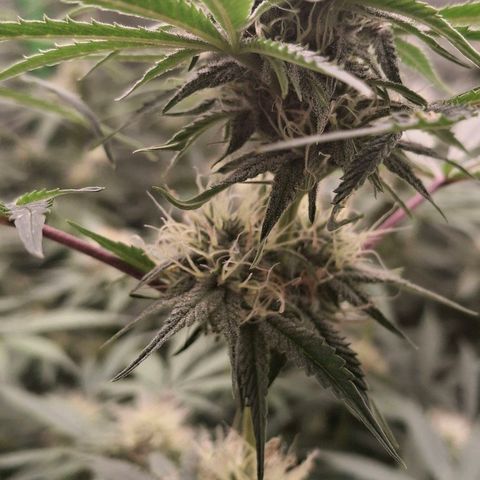 Nothern Lights GP & Sundae Driver  growlog timeline photo