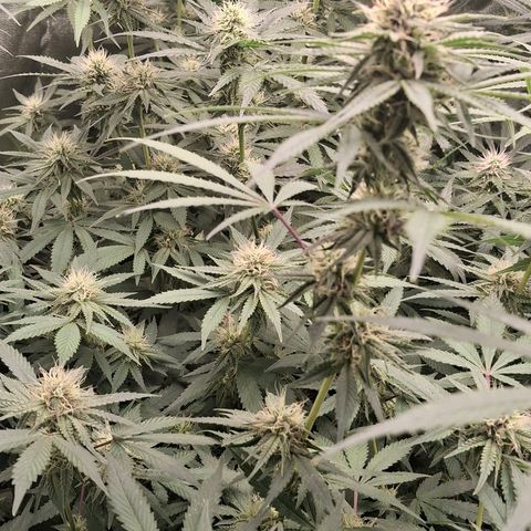 Nothern Lights GP & Sundae Driver  growlog timeline photo