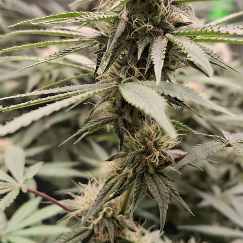 Nothern Lights GP & Sundae Driver  growlog timeline photo
