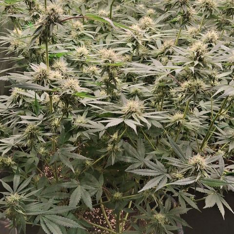 Nothern Lights GP & Sundae Driver  growlog timeline photo