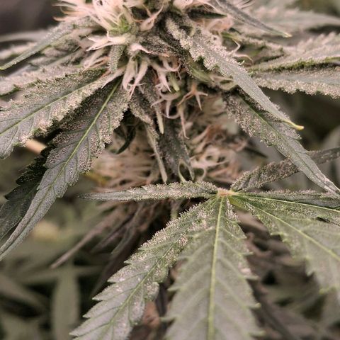 Nothern Lights GP & Sundae Driver  growlog timeline photo