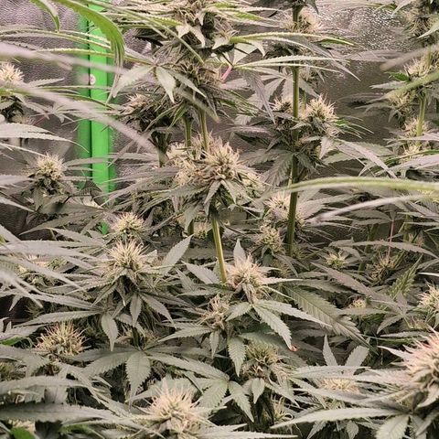 Nothern Lights GP & Sundae Driver  growlog timeline photo