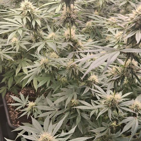 Nothern Lights GP & Sundae Driver  growlog timeline photo