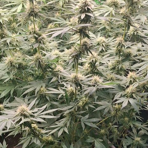 Nothern Lights GP & Sundae Driver  growlog timeline photo