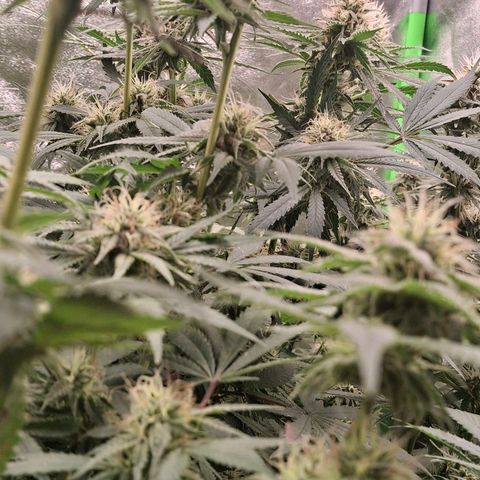 Nothern Lights GP & Sundae Driver  growlog timeline photo