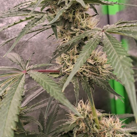 Nothern Lights GP & Sundae Driver  growlog timeline photo