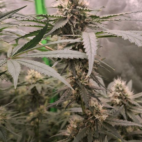 Nothern Lights GP & Sundae Driver  growlog timeline photo