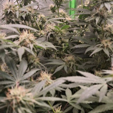 Nothern Lights GP & Sundae Driver  growlog timeline photo