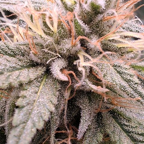 Nothern Lights GP & Sundae Driver  growlog timeline photo