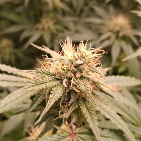 Nothern Lights GP & Sundae Driver  growlog timeline photo