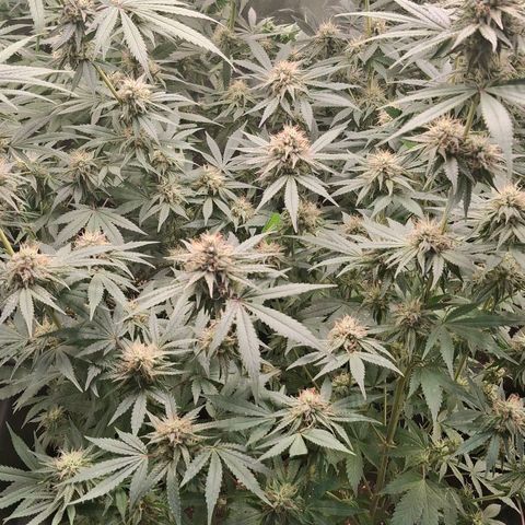 Nothern Lights GP & Sundae Driver  growlog photo: Nothern Lights 