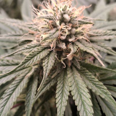 Nothern Lights GP & Sundae Driver  growlog photo: Nothern Lights 