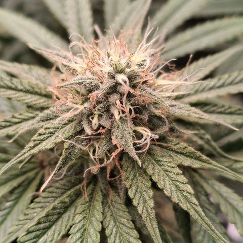 Nothern Lights GP & Sundae Driver  growlog photo: Nothern Lights 