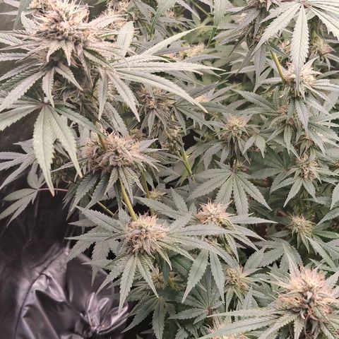 Nothern Lights GP & Sundae Driver  growlog photo: Nothern Lights 