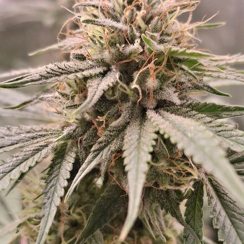Nothern Lights GP & Sundae Driver  growlog photo: The Nothern Lights is nearly ready. 2 more days