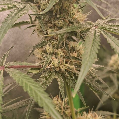 Nothern Lights GP & Sundae Driver  growlog photo: The Nothern Lights is nearly ready. 2 more days