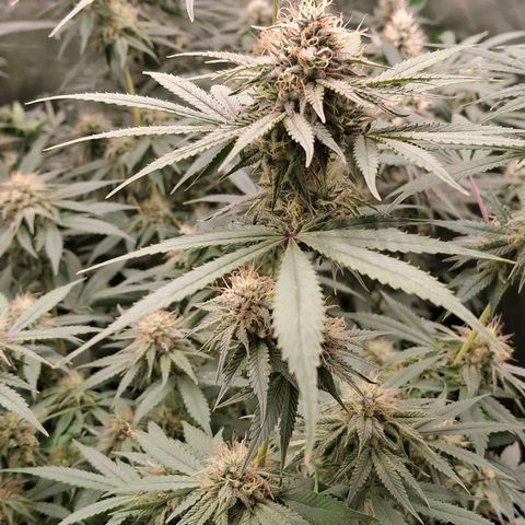 Nothern Lights GP & Sundae Driver  growlog photo: The Nothern Lights is nearly ready. 2 more days