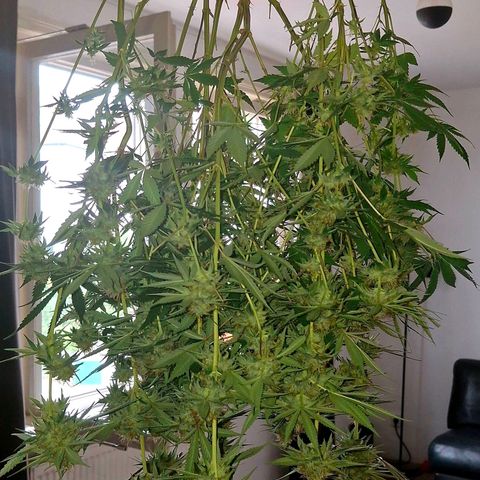 Nothern Lights GP & Sundae Driver  growlog photo: Nothern Lights 
