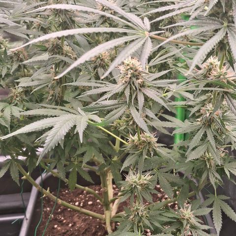 Nothern Lights GP & Sundae Driver  growlog photo: Sundae Driver 