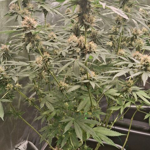 Nothern Lights GP & Sundae Driver  growlog photo: Gary Payton 