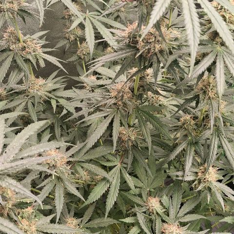 Nothern Lights GP & Sundae Driver  growlog timeline photo