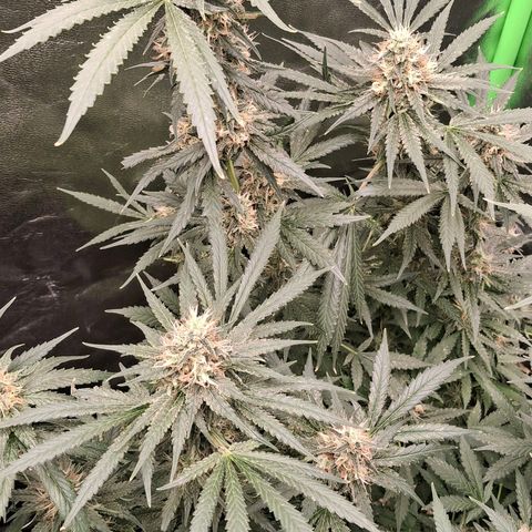 Nothern Lights GP & Sundae Driver  growlog timeline photo