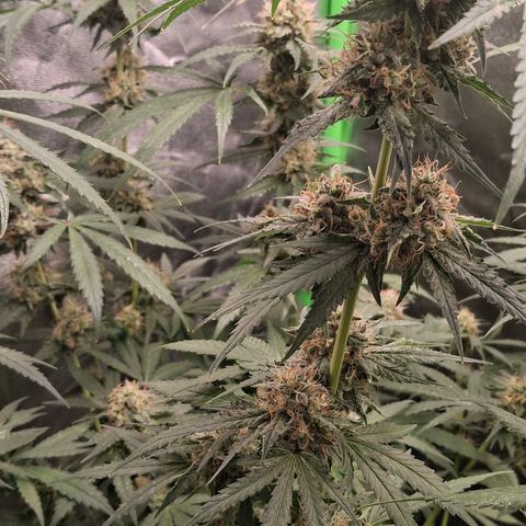 Nothern Lights GP & Sundae Driver  growlog timeline photo
