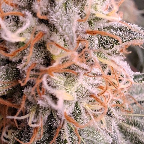 Nothern Lights GP & Sundae Driver  growlog timeline photo