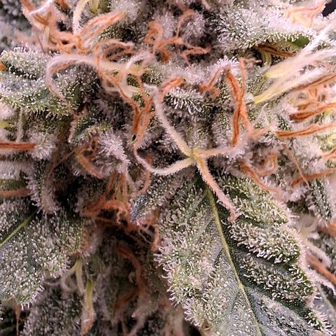 Nothern Lights GP & Sundae Driver  growlog timeline photo