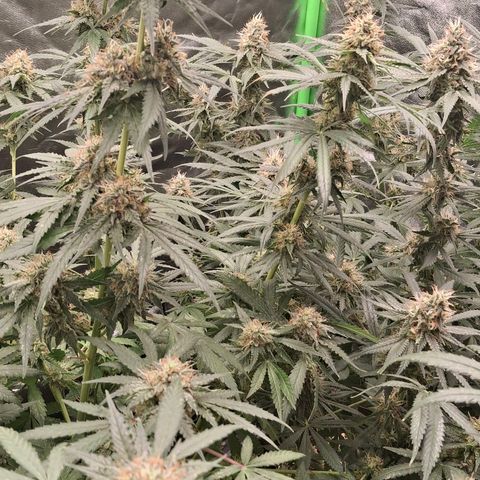 Nothern Lights GP & Sundae Driver  growlog timeline photo