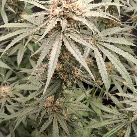Nothern Lights GP & Sundae Driver  growlog timeline photo