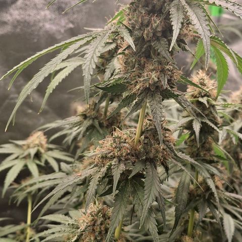 Nothern Lights GP & Sundae Driver  growlog photo: Gary payton & Sundae Driver 
