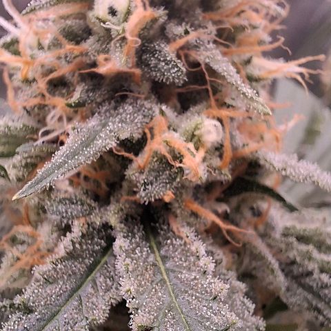 Nothern Lights GP & Sundae Driver  growlog photo: Gary payton & Sundae Driver 