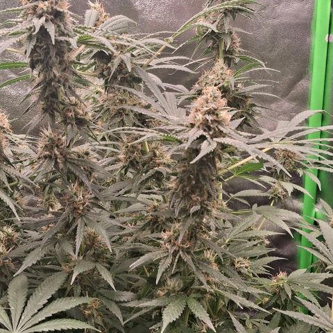 Nothern Lights GP & Sundae Driver  growlog photo: Gary payton & Sundae Driver 