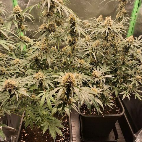 Nothern Lights GP & Sundae Driver  growlog photo: Gary payton & Sundae Driver 