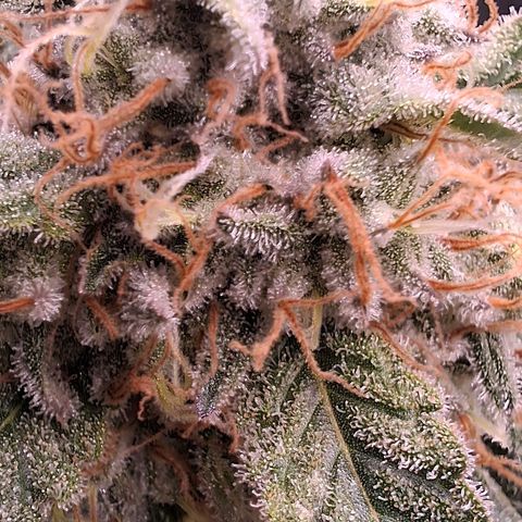Nothern Lights GP & Sundae Driver  growlog photo: Gary payton & Sundae Driver 