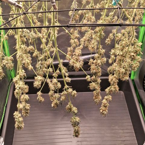 Nothern Lights GP & Sundae Driver  growlog photo: Gary Payton left side 
Sundae Driver right side