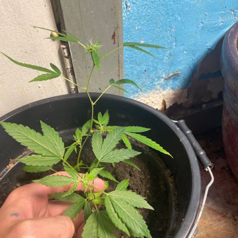 Runtz  growlog timeline photo