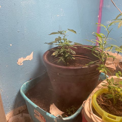 Runtz  growlog photo: Going into the last phase of veg first update in awhile 