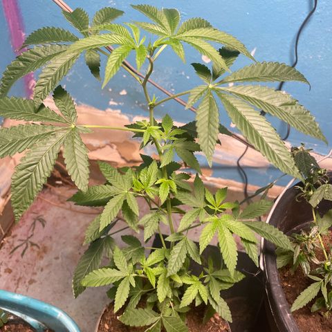 Runtz  growlog photo: Going into the last phase of veg first update in awhile 