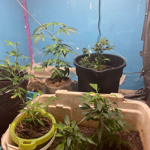 Runtz  growlog photo: Going into the last phase of veg first update in awhile 