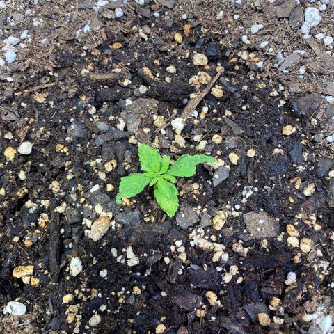 California Snow growlog timeline photo