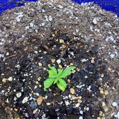 California Snow growlog timeline photo