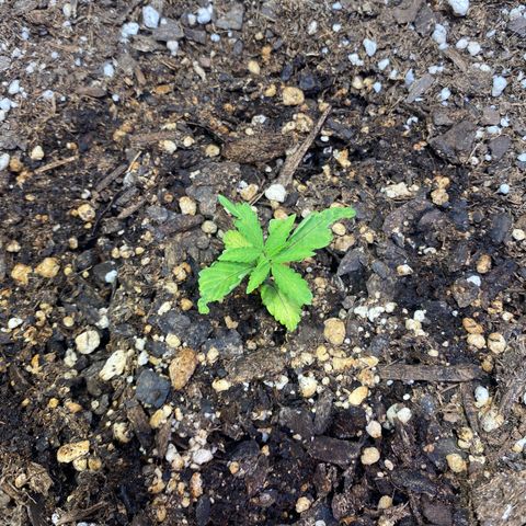 California Snow growlog timeline photo