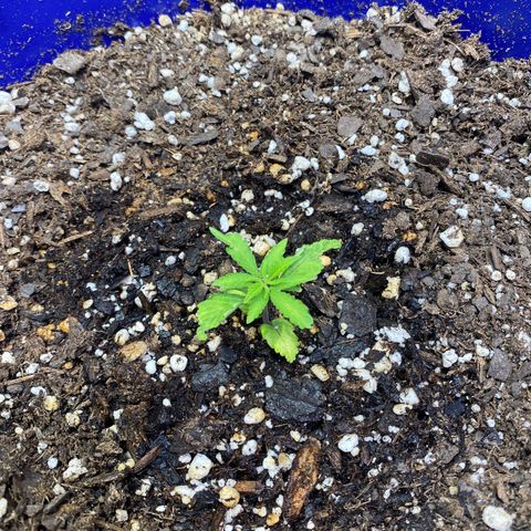 California Snow growlog timeline photo