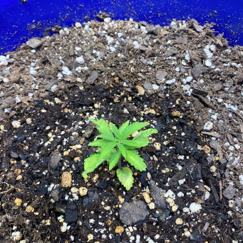 California Snow growlog timeline photo